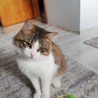 Tekir Kedi, Kedi  Mırmır fotoğrafı