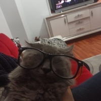 Mavi Rus, Kedi  Duman fotoğrafı