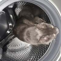 Mavi Rus, Kedi  Duman fotoğrafı