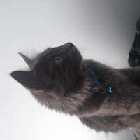 Mavi Rus, Kedi  Duman fotoğrafı