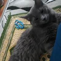 Mavi Rus, Kedi  Duman fotoğrafı