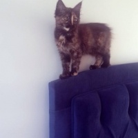 Tekir Kedi, Kedi  Güneş fotoğrafı