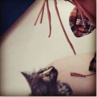 Tekir Kedi, Kedi  Güneş fotoğrafı