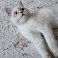 British Shorthair, Kedi  Fiona fotoğrafı