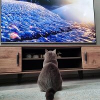 British Shorthair, Kedi  Fiona fotoğrafı