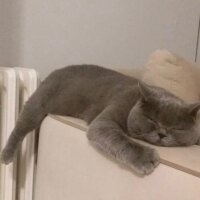 British Shorthair, Kedi  Fiona fotoğrafı