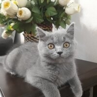 British Shorthair, Kedi  Bal fotoğrafı