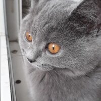 British Shorthair, Kedi  Bal fotoğrafı