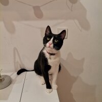 Tuxedo (Smokin) Kedi, Kedi  Whsky fotoğrafı