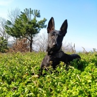 Belçika Malinois, Köpek  Kara fotoğrafı