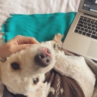 Maltese, Köpek  Zoe fotoğrafı