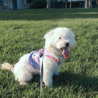 Maltese, Köpek  Zoe fotoğrafı