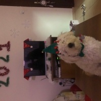 Maltese, Köpek  Zoe fotoğrafı