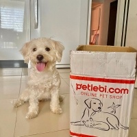 Maltese, Köpek  Zoe fotoğrafı