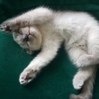 Scottish Fold, Kedi  Yuri fotoğrafı