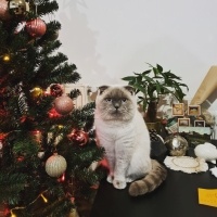 Scottish Fold, Kedi  Yuri fotoğrafı