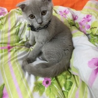 Scottish Fold, Kedi  RENK fotoğrafı
