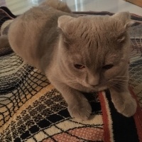 Scottish Fold, Kedi  RENK fotoğrafı