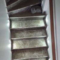 Scottish Fold, Kedi  RENK fotoğrafı