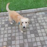 Golden Retriever, Köpek  balmi fotoğrafı