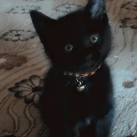 Tekir Kedi, Kedi  Boncuk fotoğrafı