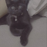 Tekir Kedi, Kedi  Boncuk fotoğrafı