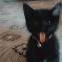 Tekir Kedi, Kedi  Boncuk fotoğrafı