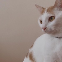Van Kedisi, Kedi  LadyMira fotoğrafı