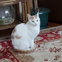 Van Kedisi, Kedi  LadyMira fotoğrafı