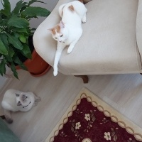 Van Kedisi, Kedi  LadyMira fotoğrafı