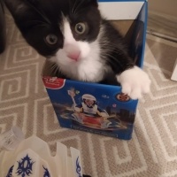 Tuxedo (Smokin) Kedi, Kedi  Papyon fotoğrafı