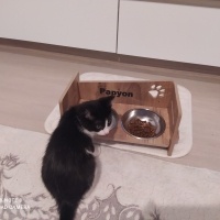 Tuxedo (Smokin) Kedi, Kedi  Papyon fotoğrafı