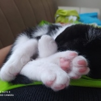 Tuxedo (Smokin) Kedi, Kedi  Papyon fotoğrafı
