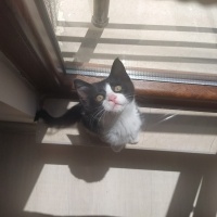 Tuxedo (Smokin) Kedi, Kedi  Papyon fotoğrafı