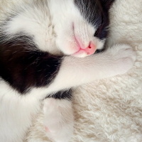 Tuxedo (Smokin) Kedi, Kedi  Papyon fotoğrafı