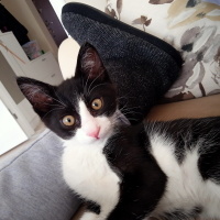 Tuxedo (Smokin) Kedi, Kedi  Papyon fotoğrafı