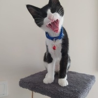 Tuxedo (Smokin) Kedi, Kedi  Papyon fotoğrafı