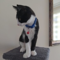 Tuxedo (Smokin) Kedi, Kedi  Papyon fotoğrafı