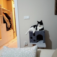 Tuxedo (Smokin) Kedi, Kedi  Papyon fotoğrafı