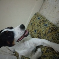 Jack Russell Terrier, Köpek  Paşa  fotoğrafı