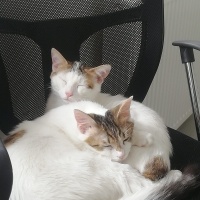 Tekir Kedi, Kedi  Masum & Dost fotoğrafı