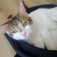 Tekir Kedi, Kedi  Masum & Dost fotoğrafı
