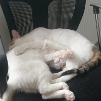 Tekir Kedi, Kedi  Masum & Dost fotoğrafı
