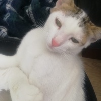 Tekir Kedi, Kedi  Masum & Dost fotoğrafı
