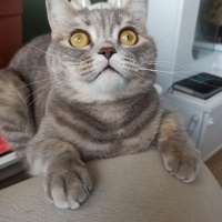 Scottish Fold, Kedi  Miya fotoğrafı