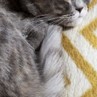 Scottish Fold, Kedi  Miya fotoğrafı