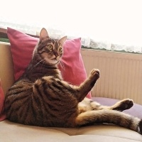 Tekir Kedi, Kedi  Patik fotoğrafı