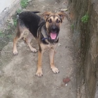 Alman Çoban Köpeği, Köpek  Cuci fotoğrafı
