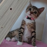 Tekir Kedi, Kedi  Mia fotoğrafı