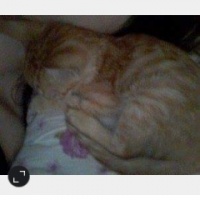  Kedi  prenses fotoğrafı